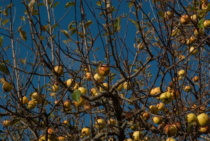 Спрос на сидр подталкивает фермеров к расширению яблочных садов в США