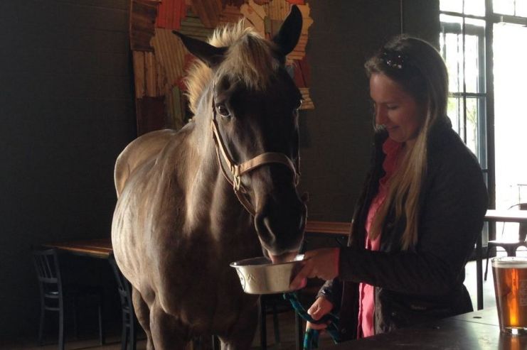 Ежедневный прием IPA укрепил здоровье коня из штата Джорджия