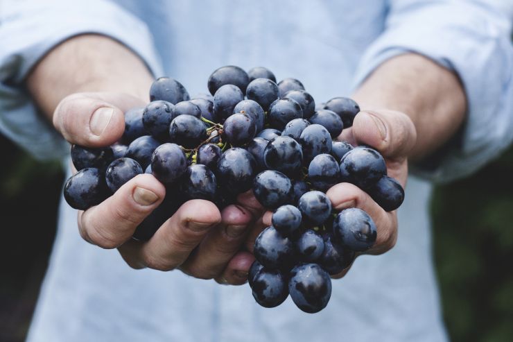 Cantillon проведет благотворительную распродажу ламбиков в пользу виноделов