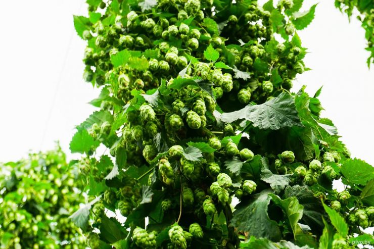 Как выращивают хмель в Беларуси