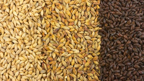 Производство cолода на Украине выросло на 14%