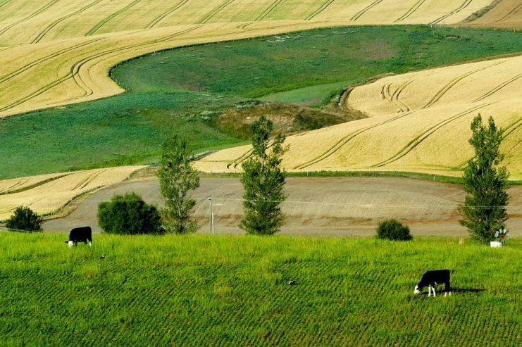 Новая Зеландия опережает США и Британию по числу пивоварен на душу населения