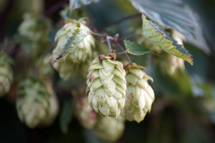 Hop Products Australia увеличила урожай хмеля на 13%