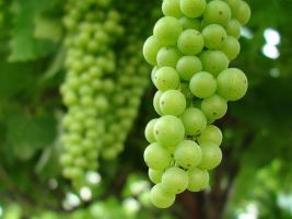 В Узбекистане переработают 132 тыс. тонн винограда до конца 2015 года