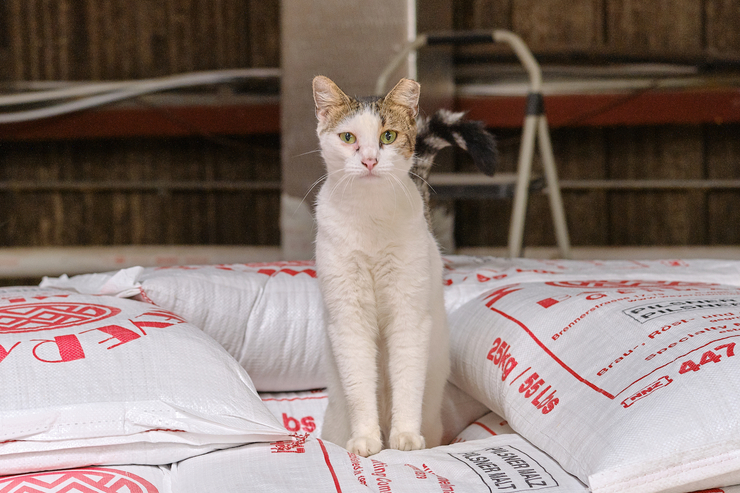 Зоркие глаза и пушистый хвост: кошки на страже пивоварен