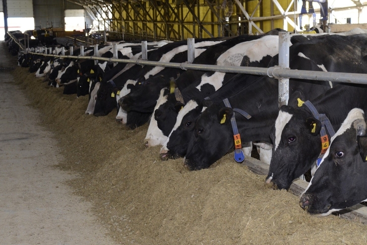 Пивная дробина позволяет сократить влияние коров на глобальное потепление