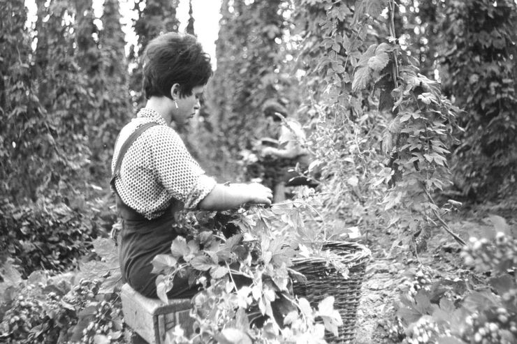 Чешских студентов отправили на хмельники