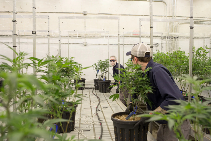 Сбор углекислого газа в ходе брожения поможет сократить выбросы на 1 млрд килотонн в год