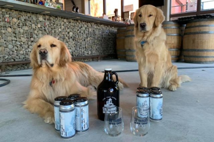 Из-за коронавируса в Нью-Йорке пиво доставляют собаки