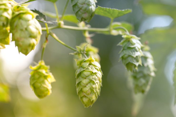 Учёные: кислоты хмеля могут улучшить память и внимание у пожилых людей