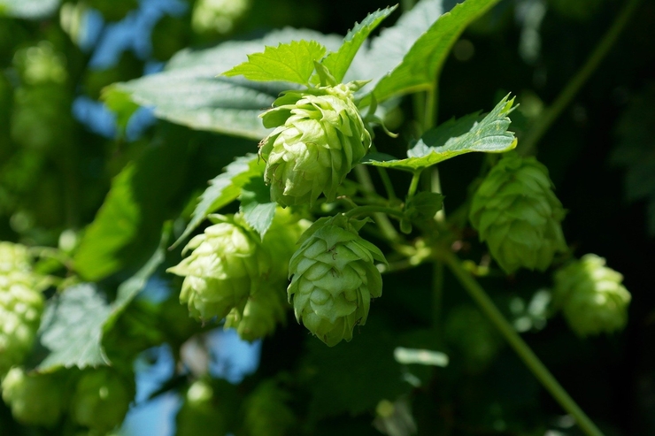 Каким будет урожай хмеля в 2020 году