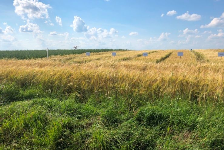 В Ярославской области прошёл онлайн-агросеминар «День ячменного поля»