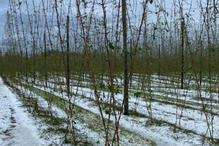 Новозеландские хмелеводы предупредили о риске дефицита Nelson Sauvin