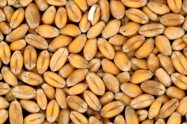 В Псковской области обнаружили средневековое хранилище с зерном для пива