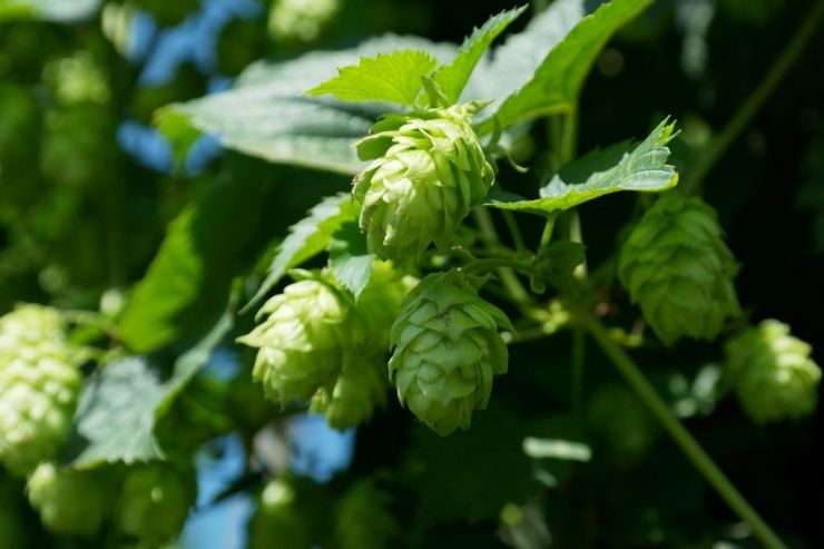 На рынке ожидается дефицит горьких сортов хмеля с высоким содержанием альфа-кислот