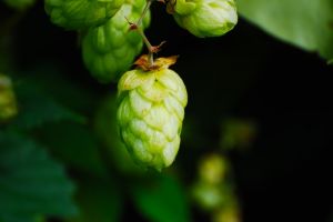 Андрей Кузьмин: «Импортозамещение в хмелеводстве понемногу набирает силу»