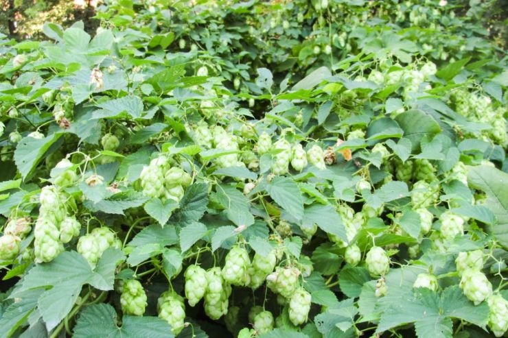 Олег Цукалов: «Следующий год будет годом дефицита тонкоароматной и ароматной группы хмелей»