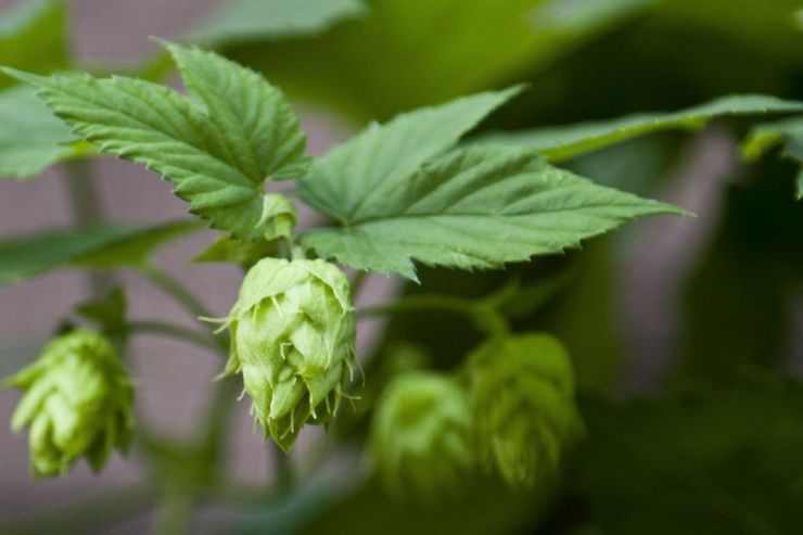 Нина Горланова: «Российское хмелеводство нуждается в серьезных лоббистских усилиях»