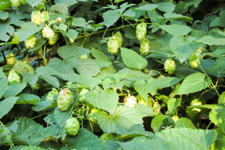 Анатолий Якимов: «В России есть хмель, который не уступает по качеству импортному, и даже имеет определенные преимущества»