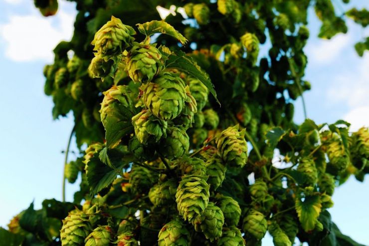 Анастасия Задорожная: «Наши клиенты начинают купажировать с российским хмелем импортное сырье»