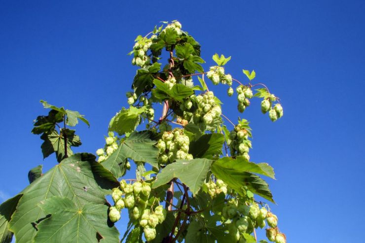 Андрей Вальшников: «Себестоимость российского хмеля по сравнению с прошлым годом выросла как минимум на 25%»