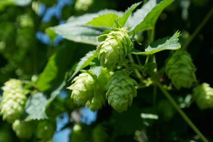 В Чувашии увеличат площадь хмельников