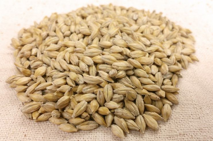 Пивоваренный ячмень – новые возможности