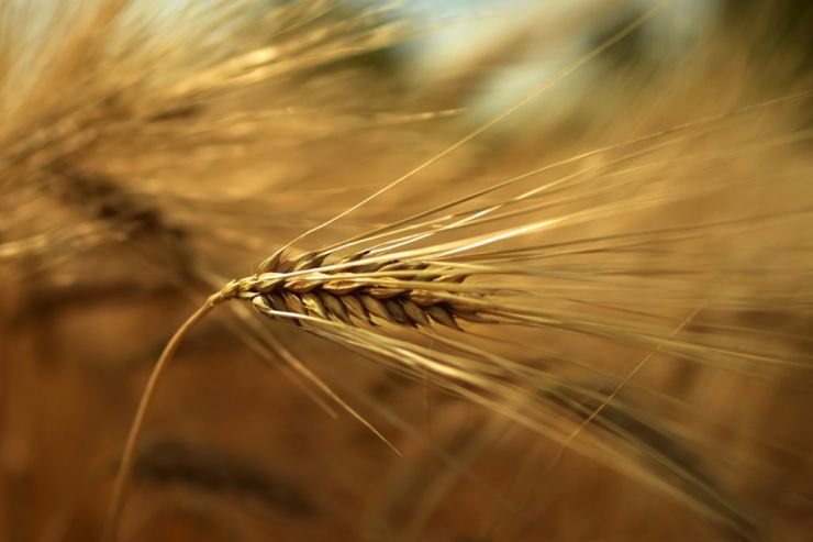 Для «Балтики» в России будут растить «Цитру», но не хмель