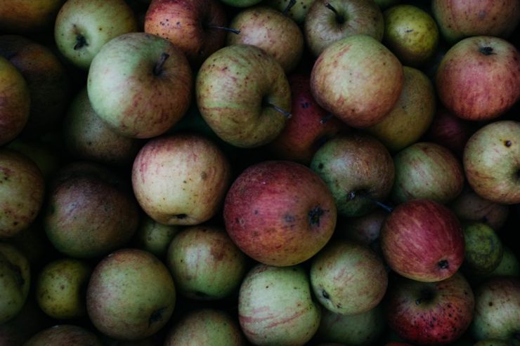 Американские сидроделы теряют урожай из-за распространения заболеваний яблонь