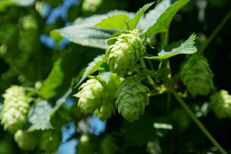 В 2021 году Россия почти в три раза нарастила поставки чувашского хмеля — до 46,5 тонн