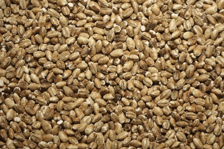 В России посевные земли под ячмень сократились на 3,5%