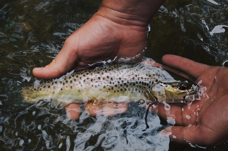 Отходы кизельгура с пивоваренных заводов предложили использовать как прикорм для рыб