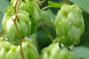 В Чувашии выведут новые сорта хмеля для ульяновских пивзаводов к 2024 году