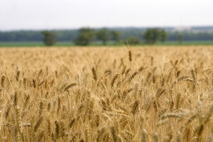 Аналитики: несогласованность действий пивоваров и фермеров мешает устойчивому развитию