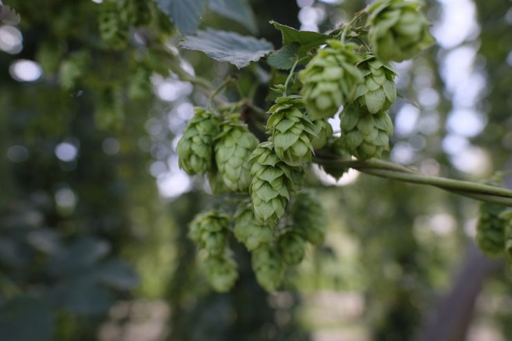 Yakima Chief Hops открыла фулфилмент-центр в Бельгии