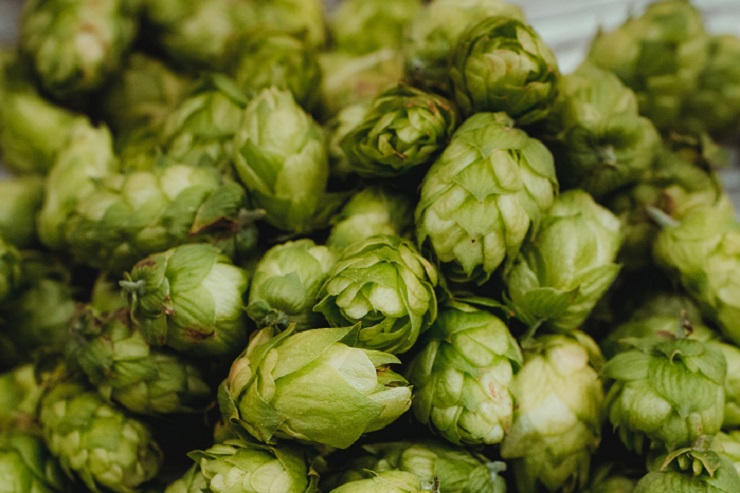 В Чувашии планируют собрать более 200 тонн хмеля с 121 гектара