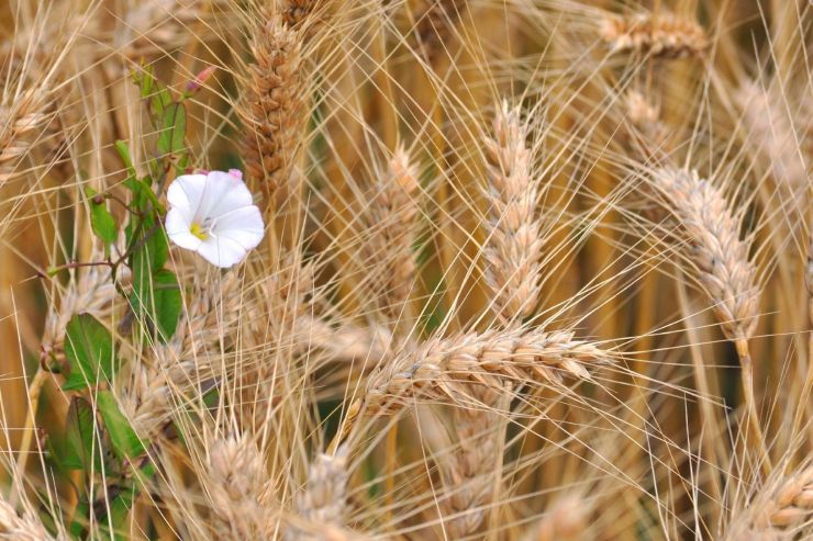 Guinness делает производство пивоваренного ячменя более экологичным