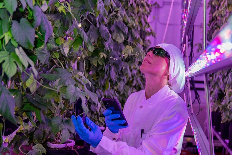 В Испании выпустили пиво из хмеля с гидропонной фермы 