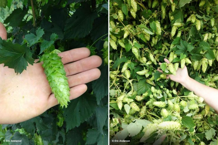 Американские селекционеры вывели новый сорт хмеля под названием Vista