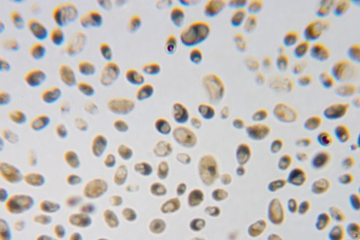 Ученые из Бельгии смогли «отредактировать» вкус пива на генном уровне 