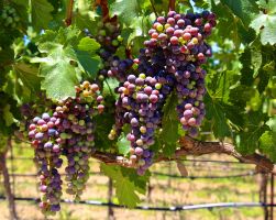 Иностранцам принадлежит всего 2% французских виноградников