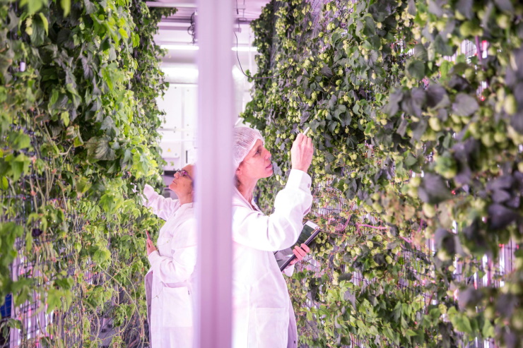 В Испании развивают вертикальные хмелевые фермы