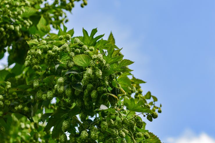 Hop Products Australia собрала рекордный урожай хмеля за последние 10 лет