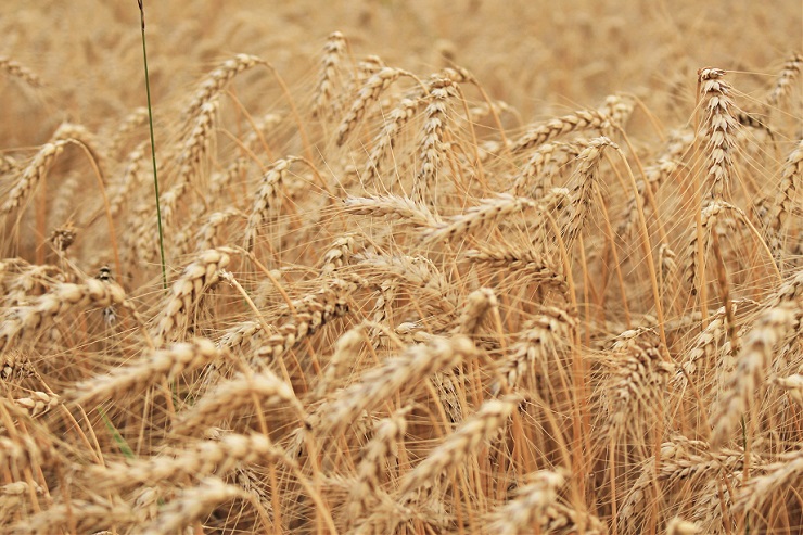«Балтика» собрала для своих заводов 300 тысяч тонн ячменя на предстоящий год