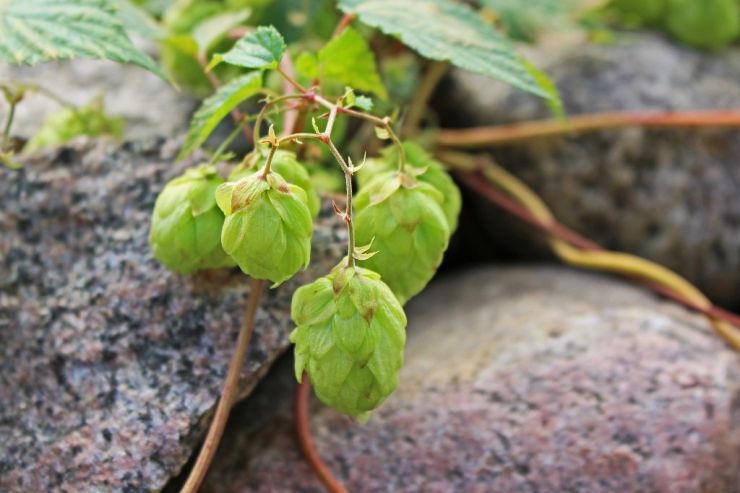 Учёные: хмель может стать основой для лекарства против болезни Альцгеймера 