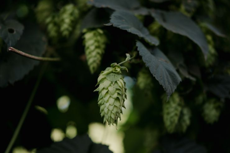 West Coast Hop Breeding Company представила первый сорт хмеля — McKenzie