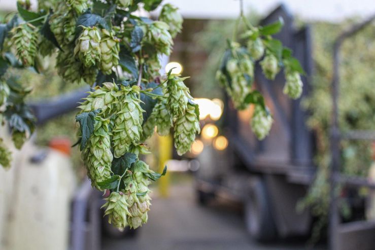 CLS Farms больше не будет выращивать хмель Medusa