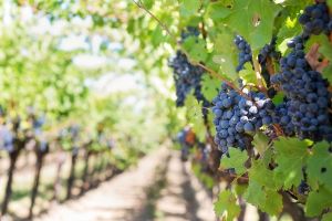 Во Франции из-за жаркой погоды эксперты предсказывают ранний урожай винограда