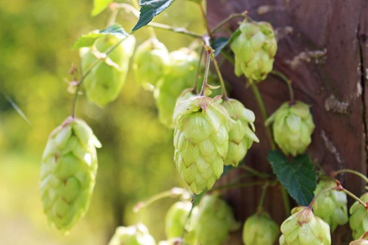 Американские хмелеводы в 2023 году сократят посадки популярных сортов