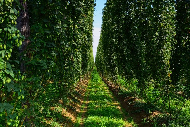 «Грейнрус» планирует собрать в Краснодарском крае 40 тонн хмеля